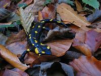   ,   
:  ja-010.JPG
: 3
:  709,7 
ID:	48068